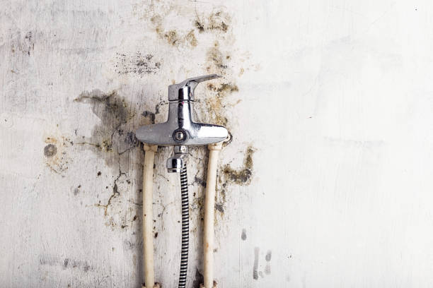 Best Professional Mold Removal  in Greenland, AR