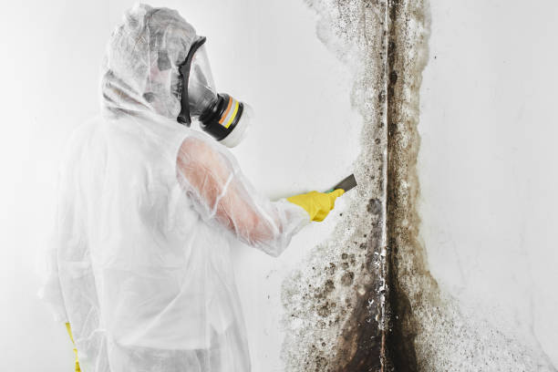 Home Mold Removal in Greenland, AR