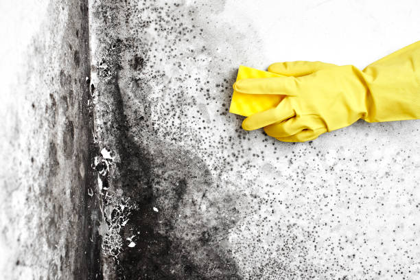 Best Emergency Mold Removal  in Greenland, AR