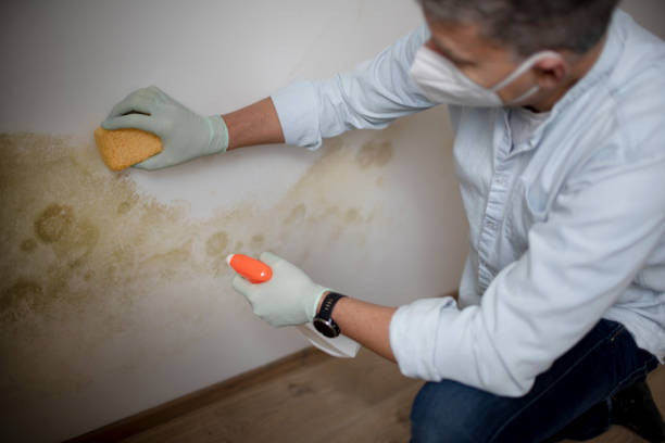 Best Attic Mold Removal  in Greenland, AR