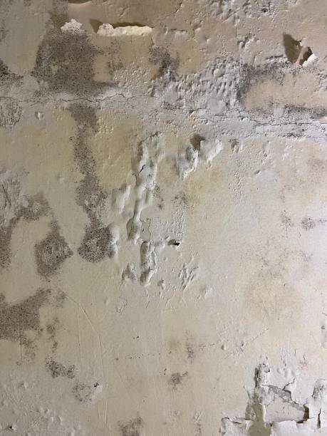 Best Office Mold Removal Services  in Greenland, AR
